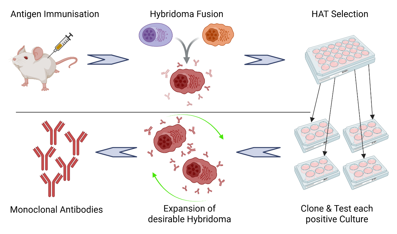 Fusion Antibodies scientific process illustration