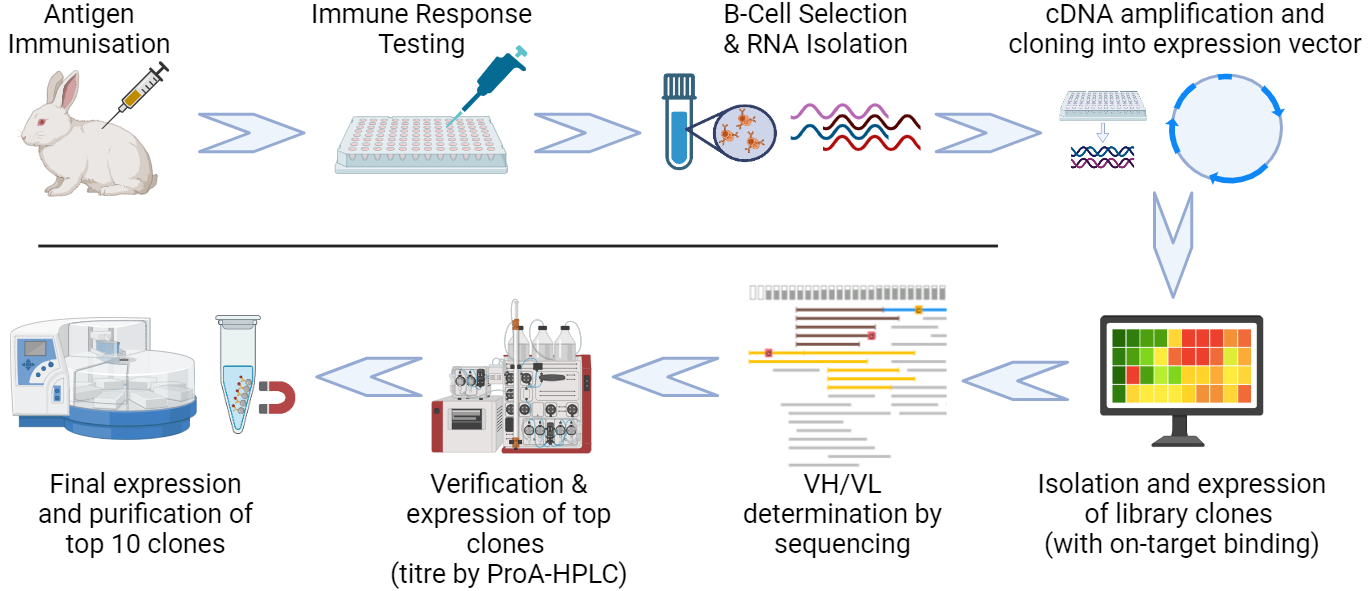 Fusion scientist working on Rabbit B-Cell Cloning Robust Methodology for Antibody Discovery