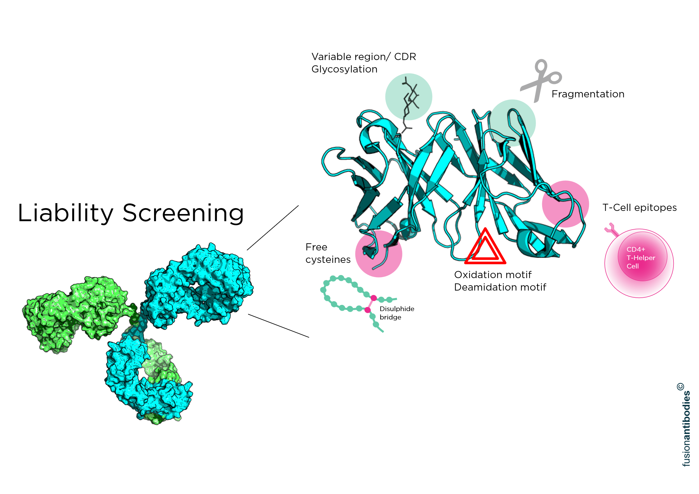 Fusion scientist working on Antibody Developability