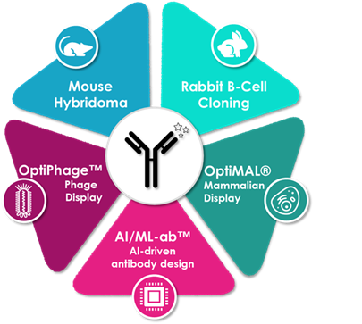 Antibody Discovery Services illustration
