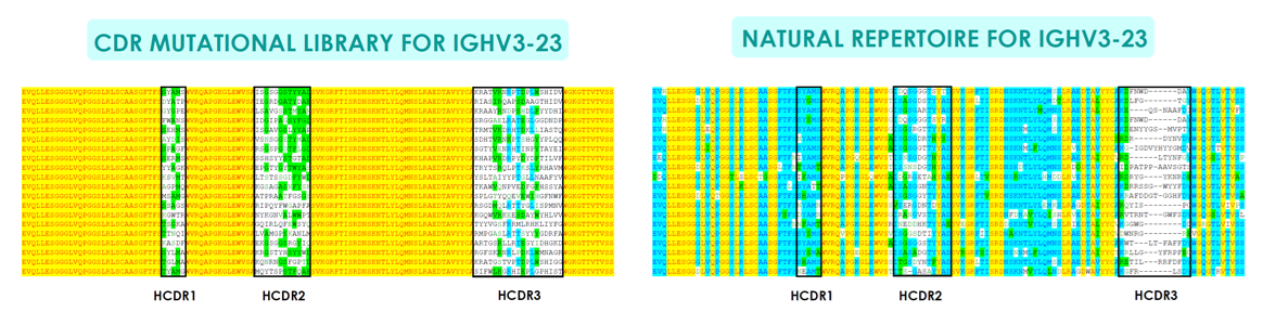 OptiMAL® Mammalian Display illustration