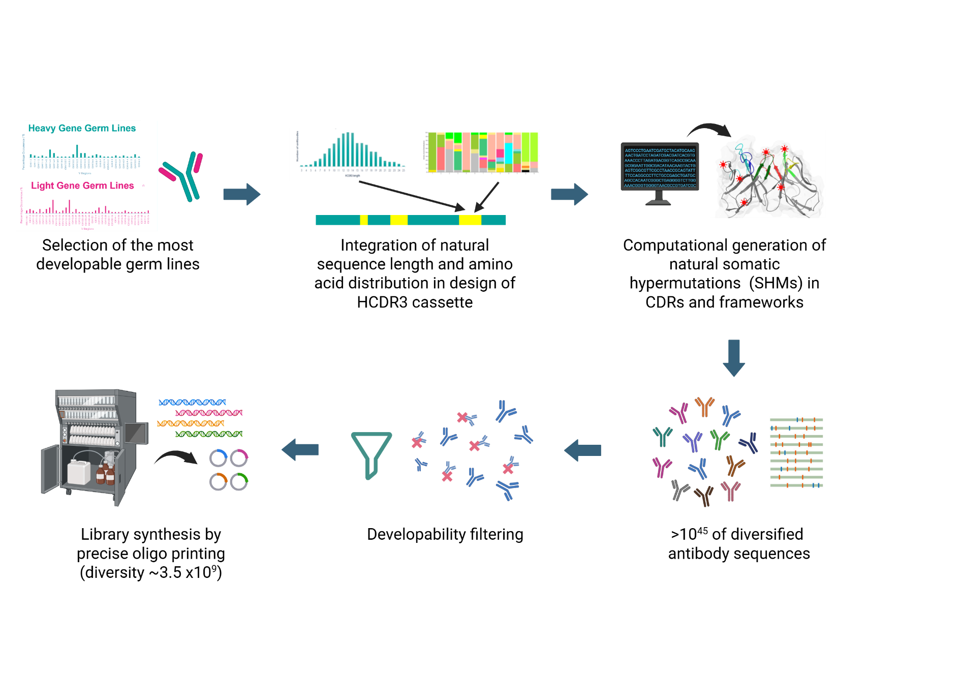 OptiMAL® Mammalian Display illustration