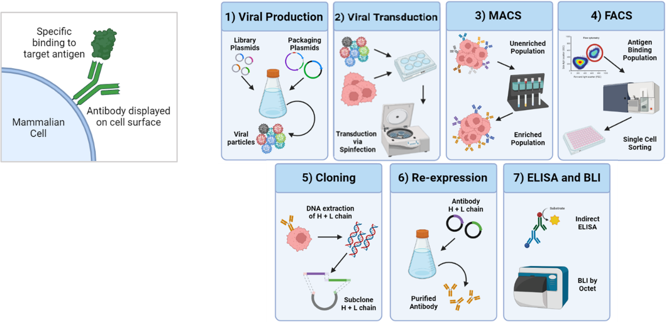 AI/ML-ab™ de novo Antibody Discovery illustration