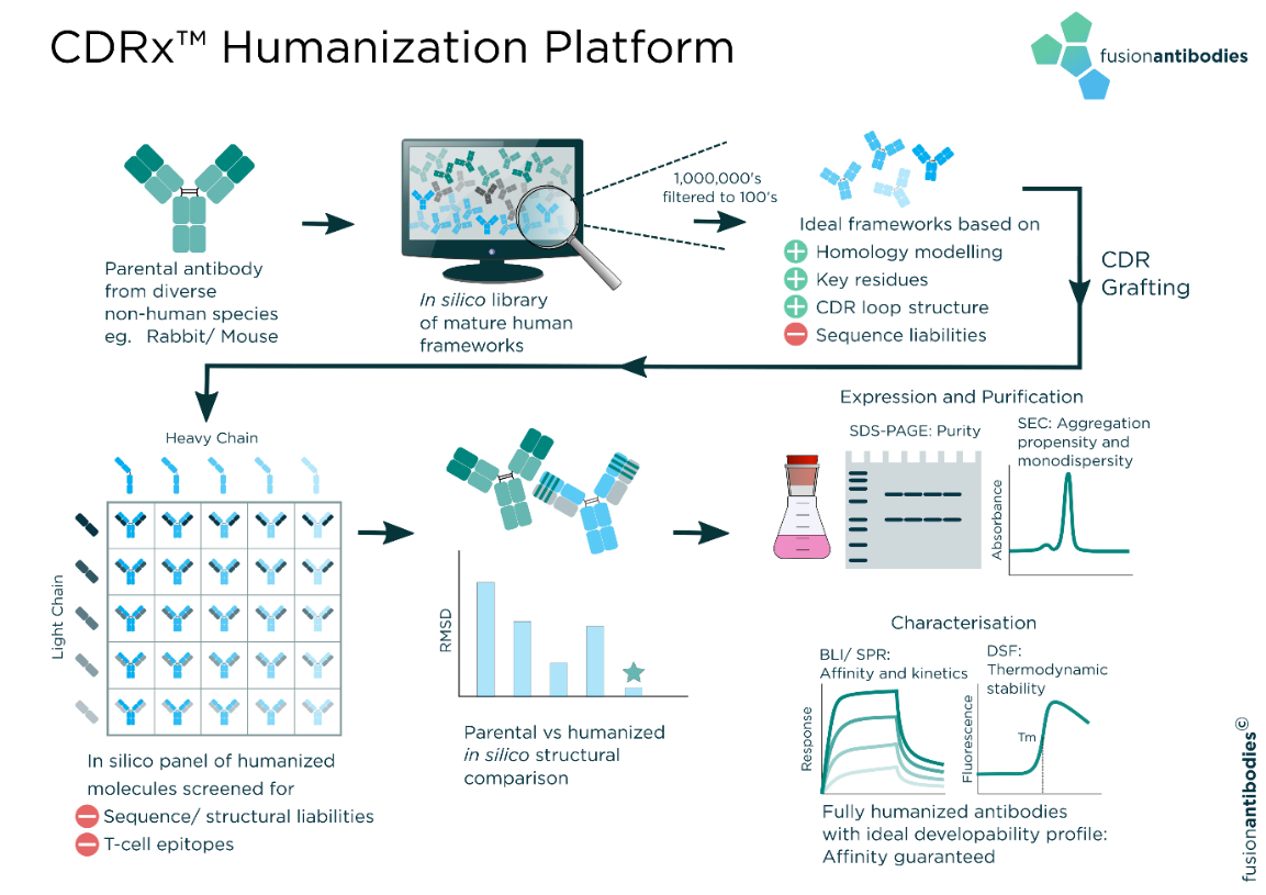 Antibody Humanization Services Using Humanization CDRx® illustration