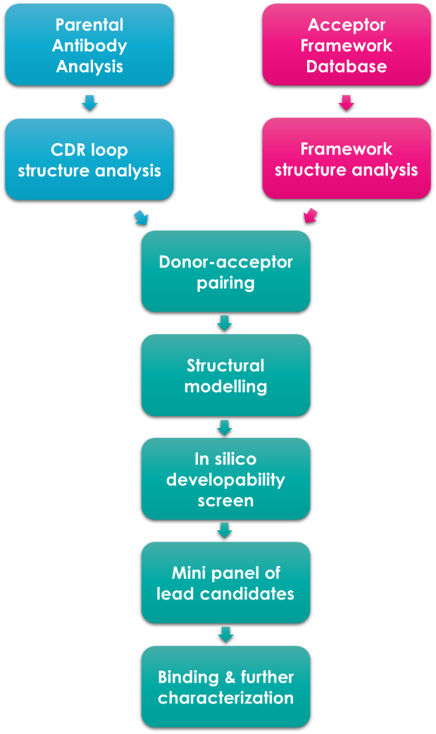 Antibody Species Conversion illustration