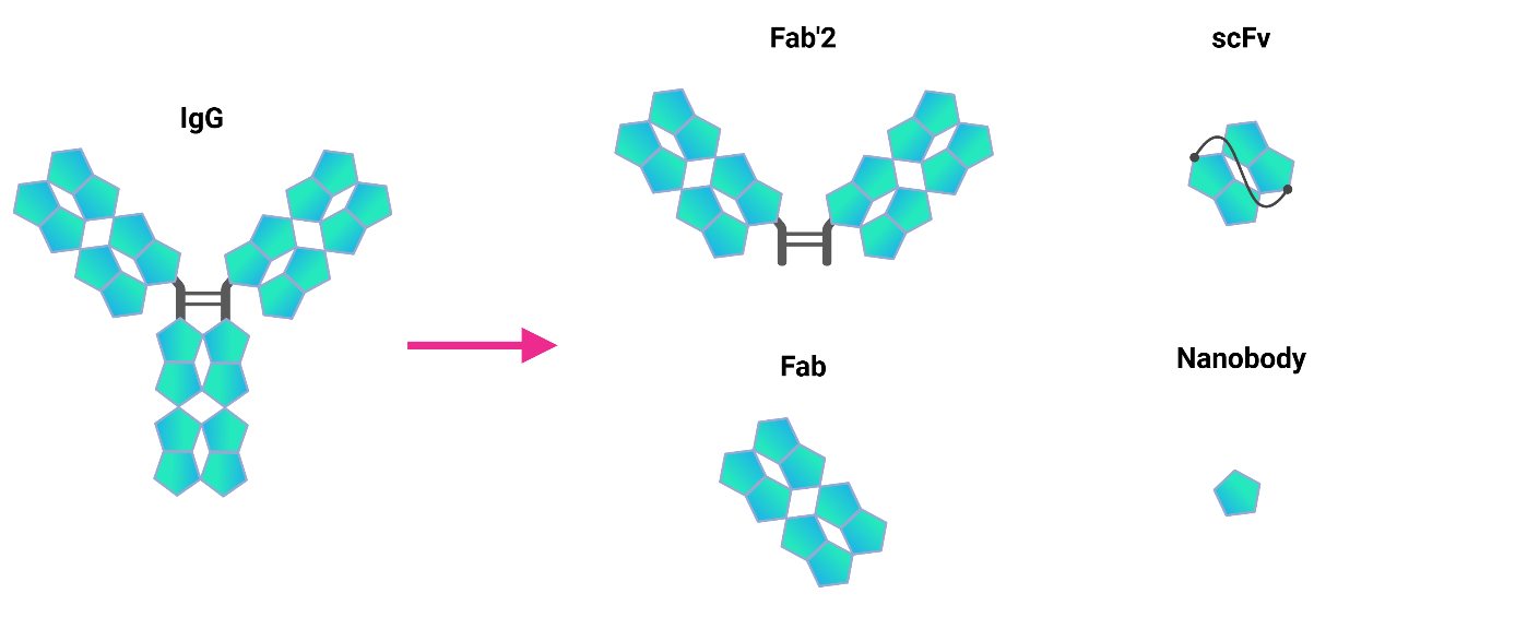 Reformatting Antibodies for Precision and Performance illustration