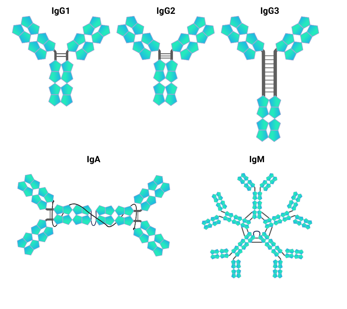 Reformatting Antibodies for Precision and Performance illustration