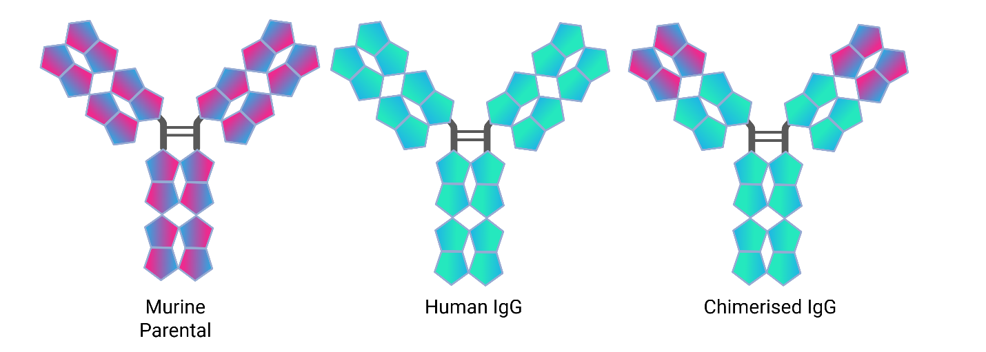 Reformatting Antibodies for Precision and Performance illustration