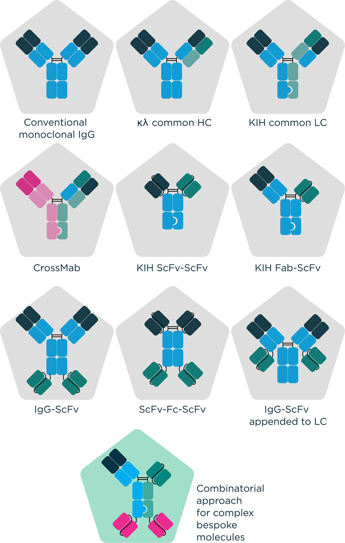 What Are Bispecific Antibodies, and Why Do They Matter? illustration