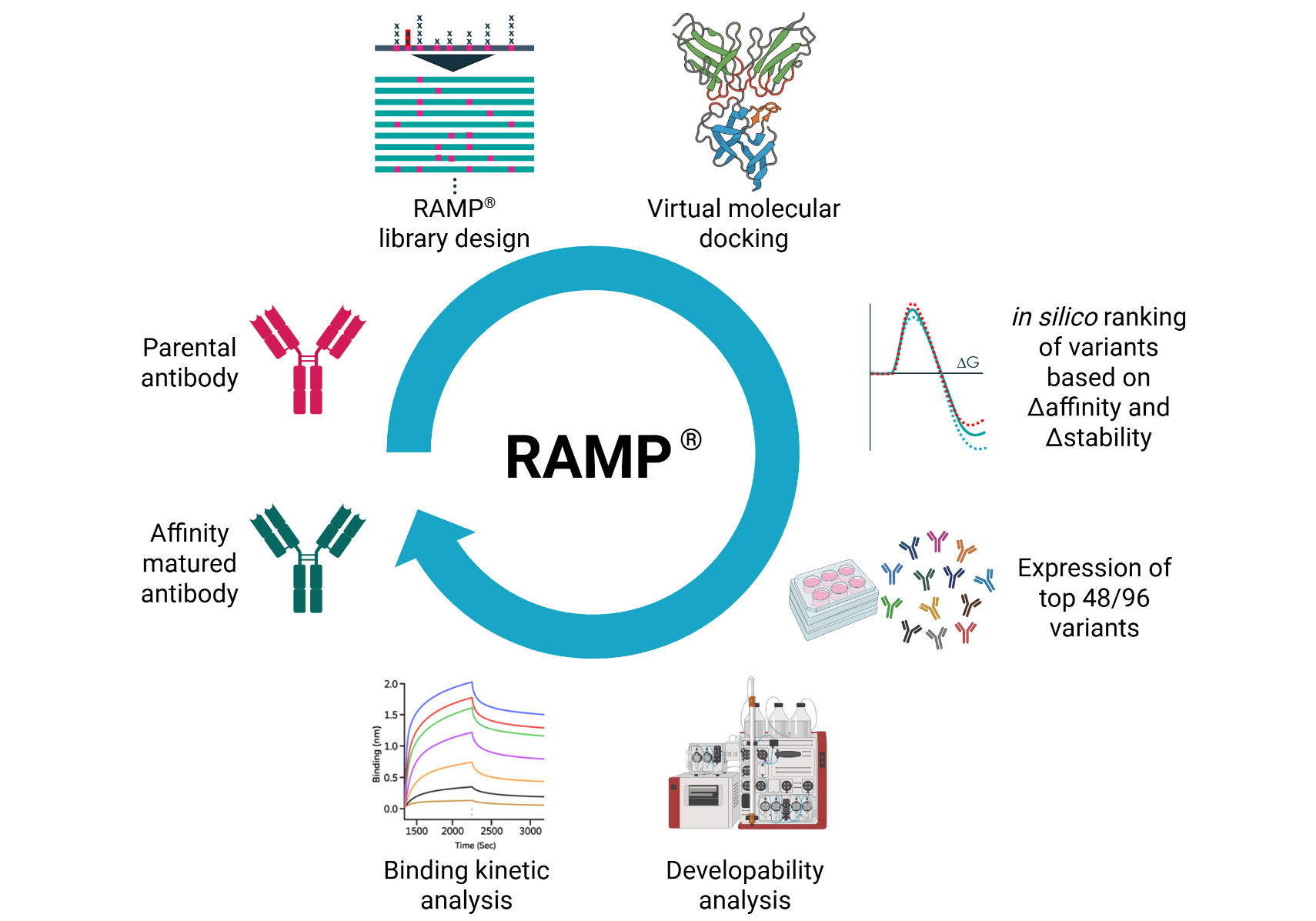 RAMP® Rational Affinity Maturation Platform illustration