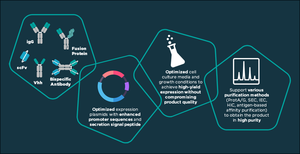 Mammalian Transient Protein Expression illustration
