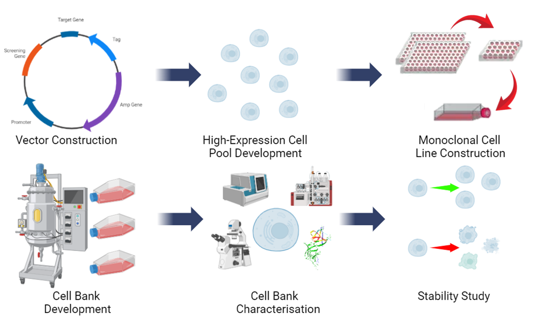Cell Line Development illustration