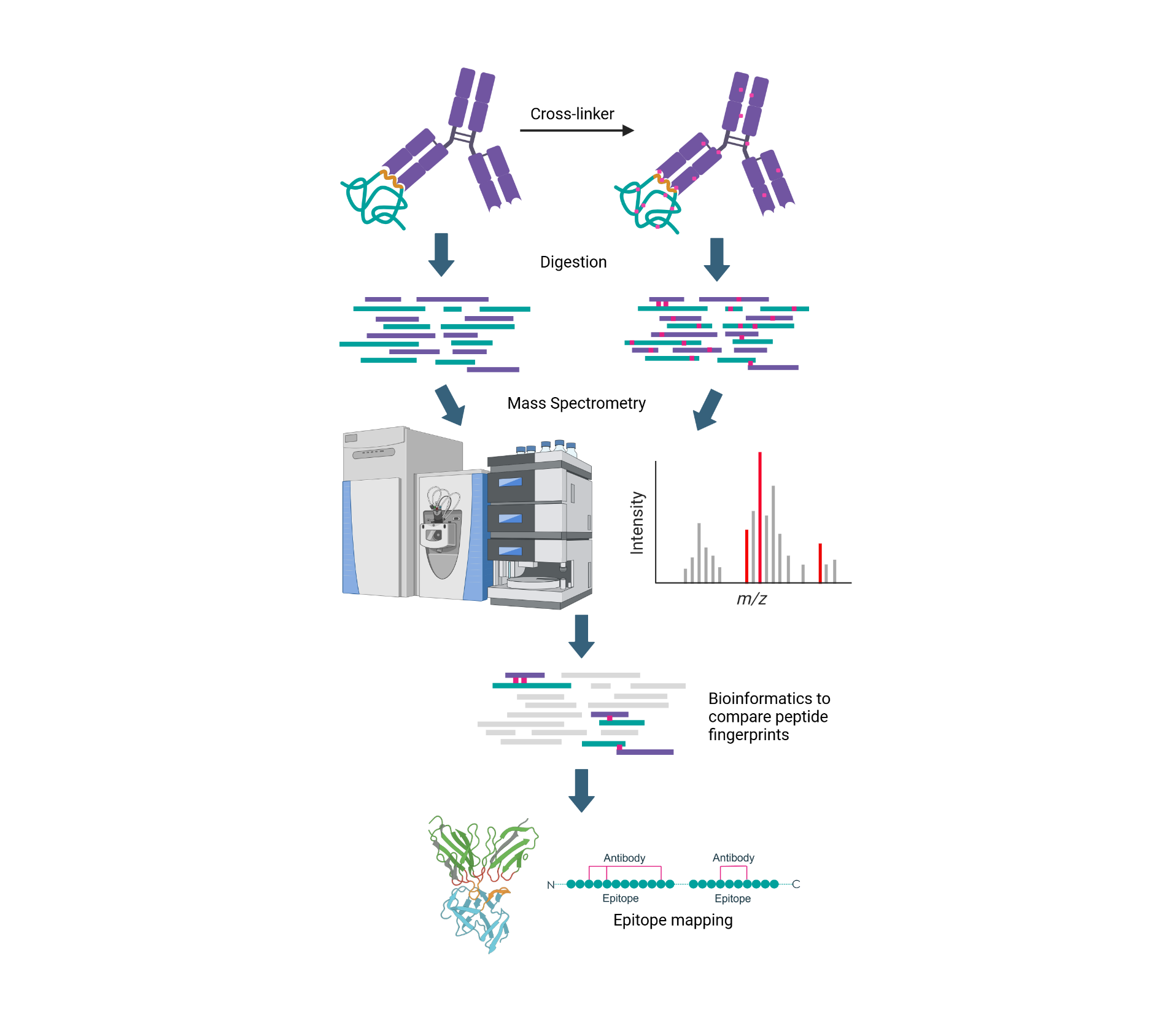 Epitope Mapping illustration
