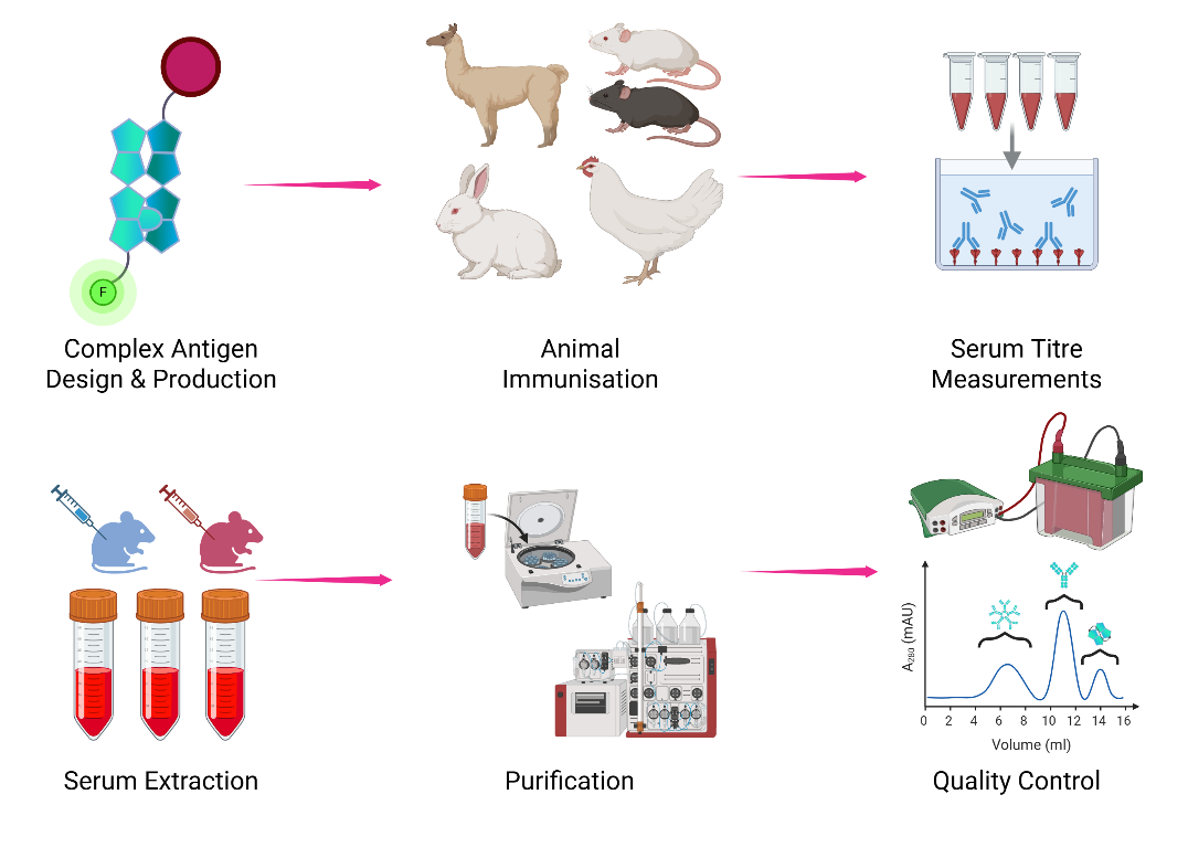 Polyclonal Antibody Supply illustration