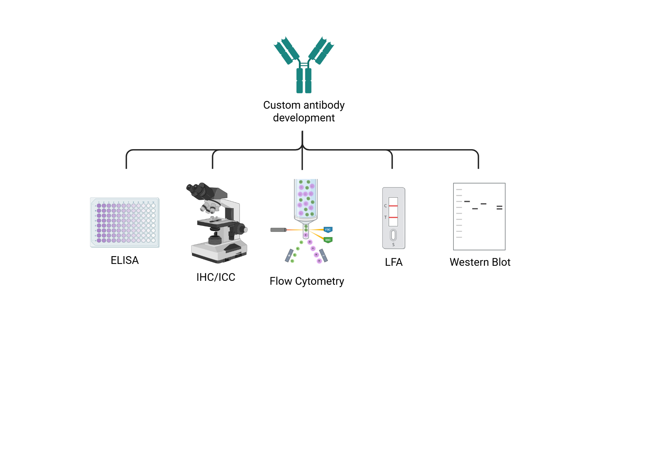 Antibodies for diagnostic assay applications.