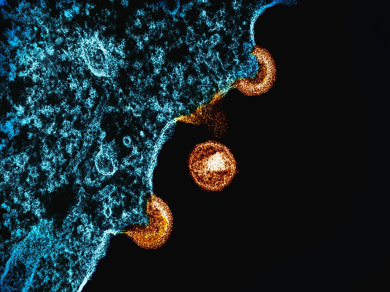 Antibody Engineering laboratory