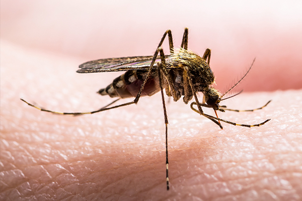 Fusion Antibodies partner with Erada to develop ground breaking Malaria diagnostic featured image