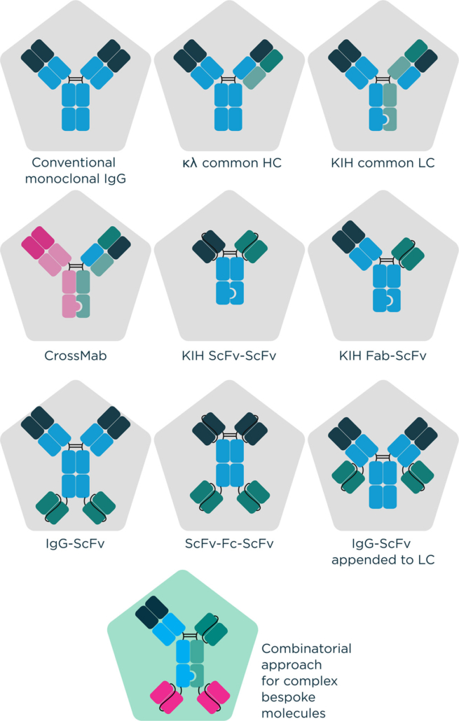 Bispecifics – Expanding the potential of immunotherapies featured image